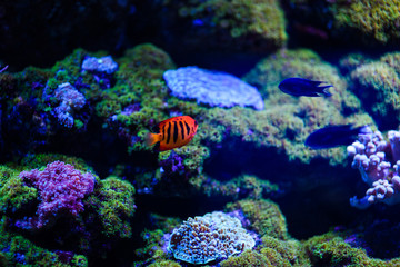 Wonderful and beautiful underwater world with corals and tropical fish.