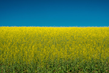 Fototapeta premium Canola and Sky