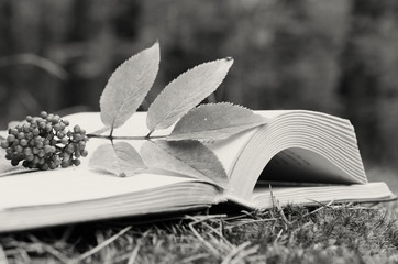 An open book on the grass decorated with a branch with berries.