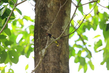 Dark-throated oriole (Oriolus xanthonotus)  in Danum Valley, Sabah, Borneo, Malaysia 
