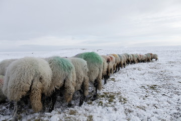 Winter Sheep Farming in the Yorkshire Dales - 165492545