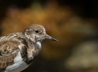 Ruddy Turnstone