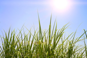 Obraz premium Green grass with blue sky