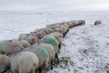 Winter Sheep Farming in the Yorkshire Dales - 165492774