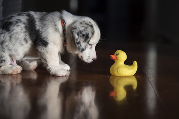 Puppy and toy