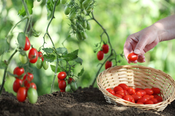Fototapeta na wymiar Hands picking tomatoes from plant to vegetable garden, with wicker basket