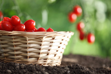 cherry tomatoes basket from plant in vegetable garden