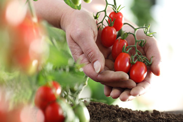 Hands full of tomatoes cherry in vegetable garden