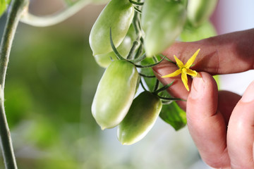 Hand touch flower of green cherry tomatoes control quality and cure the vegetable garden