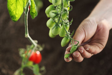 hand touch green cherry tomatoes plant in vegetable garden, top view