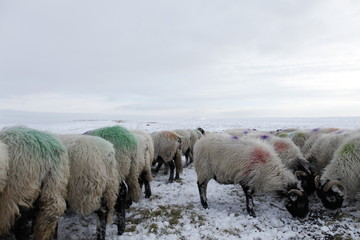 Winter Sheep Farming in the Yorkshire Dales - 165493305
