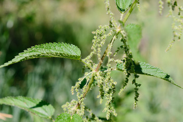 stinging nettle green grass grows on the field among the other flowers plants