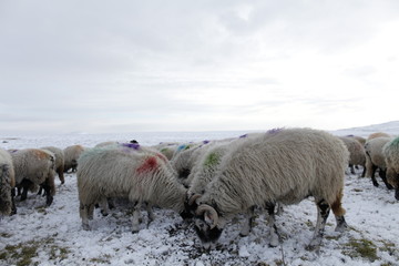 Winter Sheep Farming in the Yorkshire Dales - 165493526
