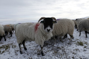 Winter Sheep Farming in the Yorkshire Dales - 165493758
