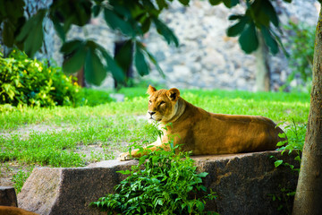 lioness
