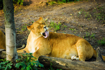 lioness