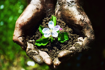 Farmer hand holding a fresh young plant with flower. Symbol of new life and environmental conservation