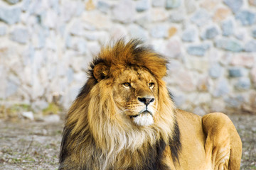 Beautiful Mighty Lion