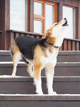 Cowardly Dog With Tail Between Its Legs Howls Standing On The Steps Stairs