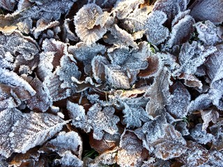 Herbstlaub mit Raureif in der Sonne
