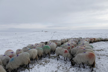 Winter Sheep Farming in the Yorkshire Dales - 165494124