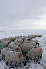 Winter Sheep Farming in the Yorkshire Dales - 165494142