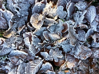 Herbstlaub mit Raureif in der Sonne