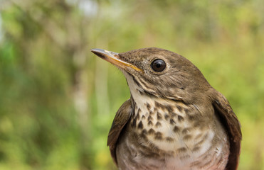 Bicknell's Thrush 