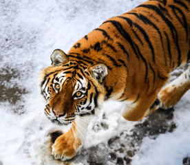 Beautiful Amur tiger on snow. Tiger in winter forest
