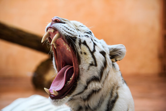 White Bengal tiger roaring