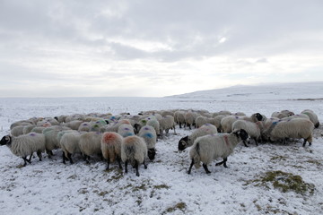 Winter Sheep Farming in the Yorkshire Dales - 165494376
