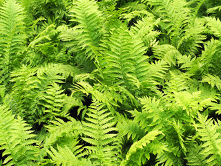 Dryopteris, thickets fern, scabbard, natural green background. Dryopteris filix-mas, Pteridium aquilinum