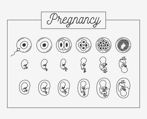 white background silhouette set pregnancy process in rectagular frame vector illustration