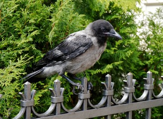Obraz premium Krähe auf dem Zaun