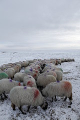 Winter Sheep Farming in the Yorkshire Dales - 165494578