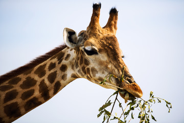 giraffe