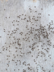 Small black ants on a white painted board. Many ants