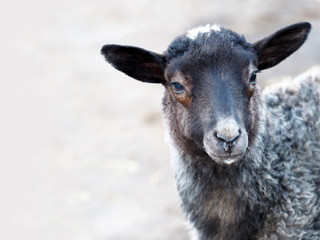 Portrait of a gray lamb of Romanov breed. Sheep at the home farm