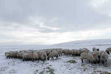 Winter Sheep Farming in the Yorkshire Dales - 165494955