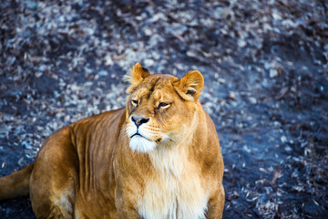 lioness