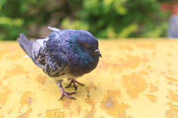 Sick pigeon sits on a yellow painted surface