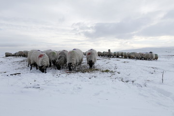 Winter Sheep Farming in the Yorkshire Dales - 165495532