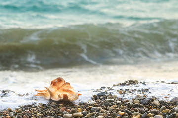 Seashell lies on pebble beach on the background of the wave