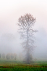 Fototapeta na wymiar Trees in Fog