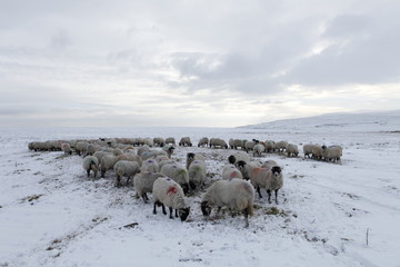 Winter Sheep Farming in the Yorkshire Dales - 165495596
