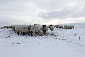 Winter Sheep Farming in the Yorkshire Dales - 165495723