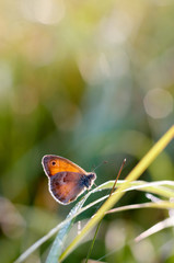 Morning butterfly on green meadow.Small Cute brown butterfly sitting on a blade of grass.Beautiful insect macro.Natural background/The Small Heath, butterfly in natural habitat (Coenonympha pamphilus)