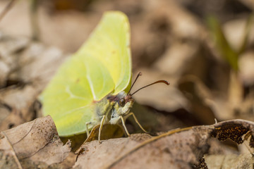 Motyl na suchych liściach