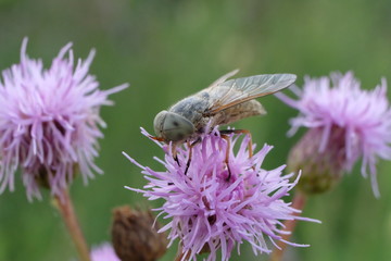 Giez bydlęcy na kwiatku