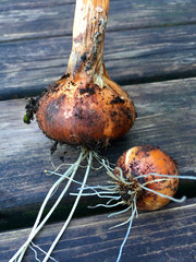 Frisch geerntete Zwiebeln auf einem Holztisch  